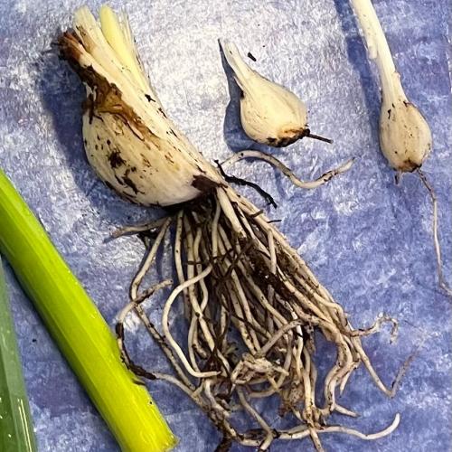 Der Natur auf der Spur Teil 1/ Frühblüher erforschen