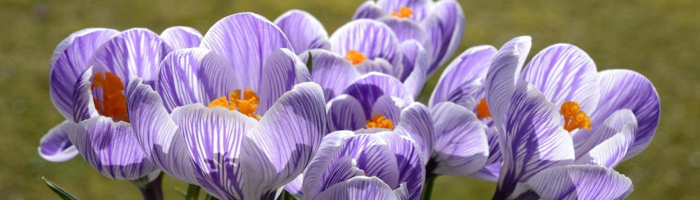 spring